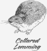 Collared lemming