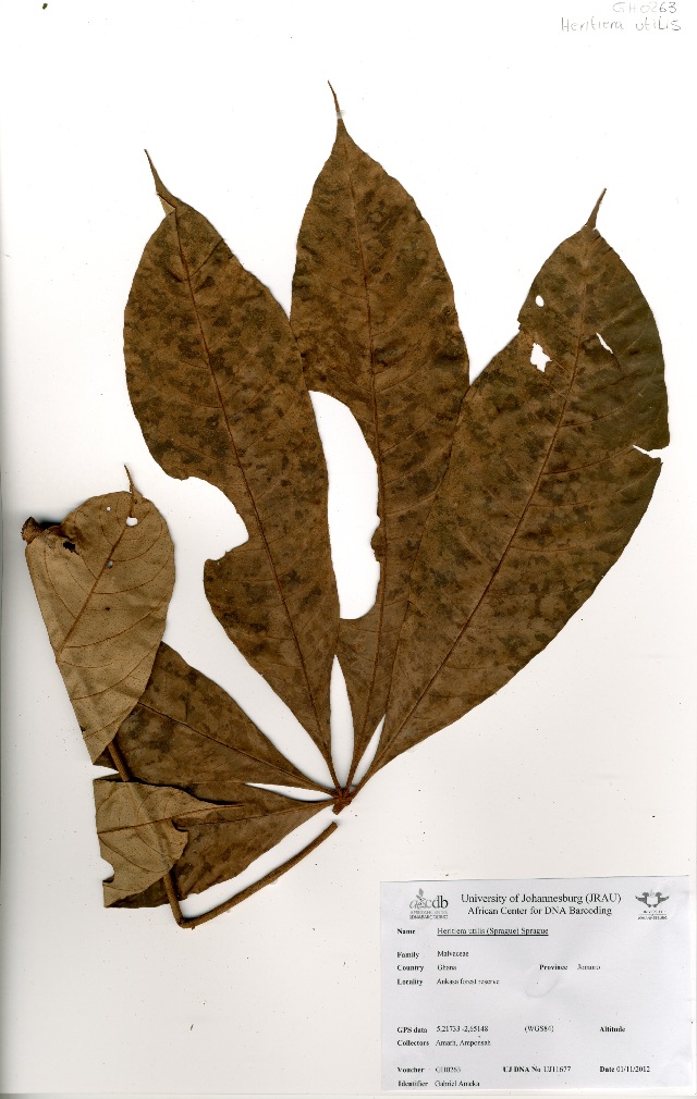 Heritiera utilis
