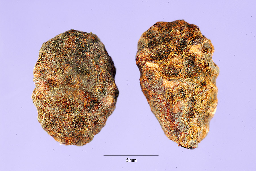 Landolphia owariensis