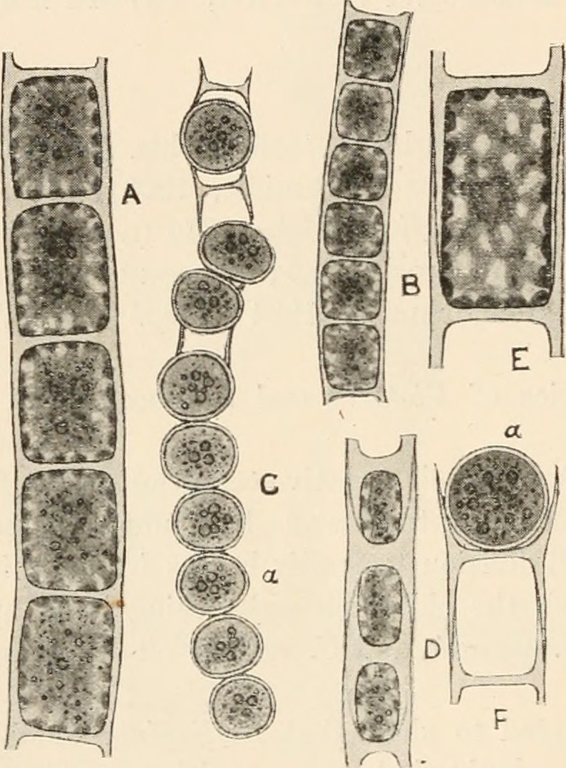 Microspora