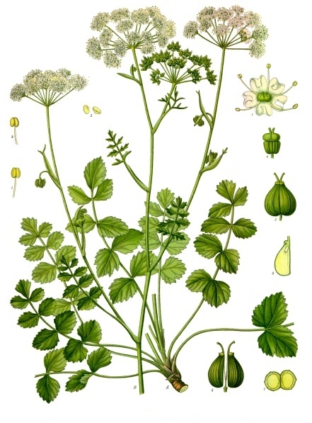 Pimpinella