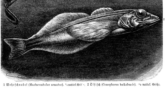 Comephorus