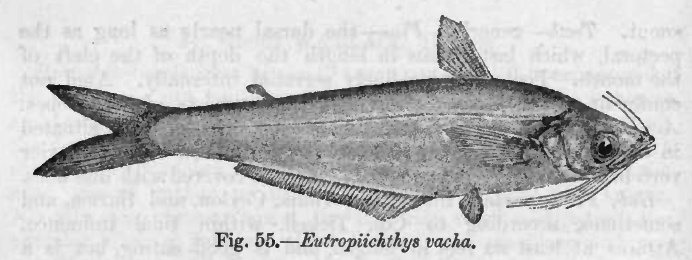 Eutropiichthys