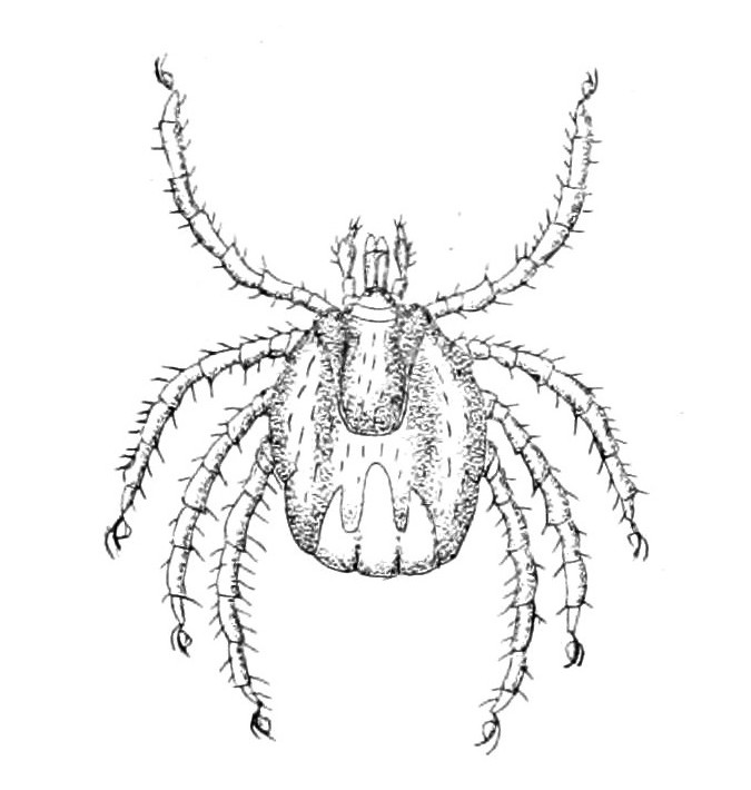 Ixodes uriae