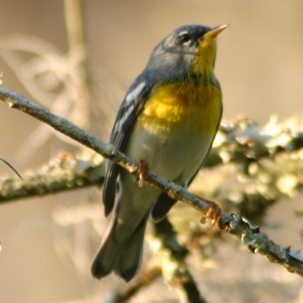Parula