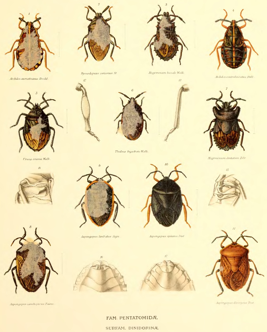 Dinidoridae