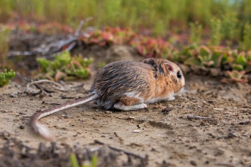 San Quintin kangaroo rat
