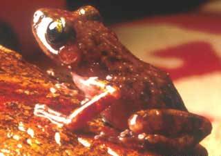 Leptodactylidae