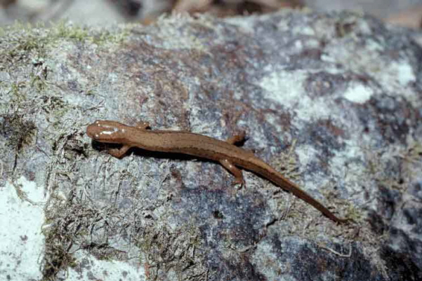 Junaluska salamander