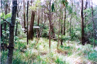 Willi Willi National Park