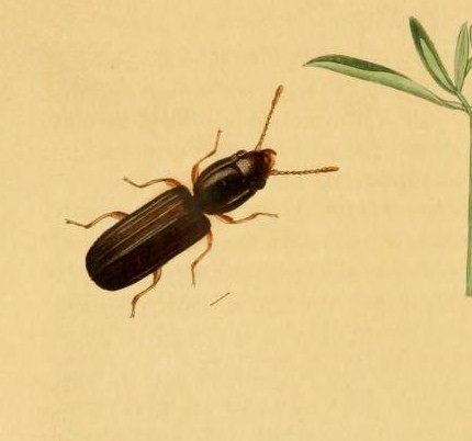 Laemophloeidae