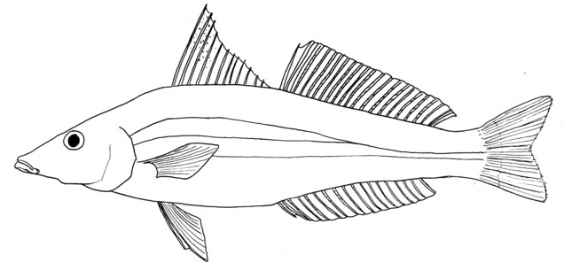 Golden lined whiting