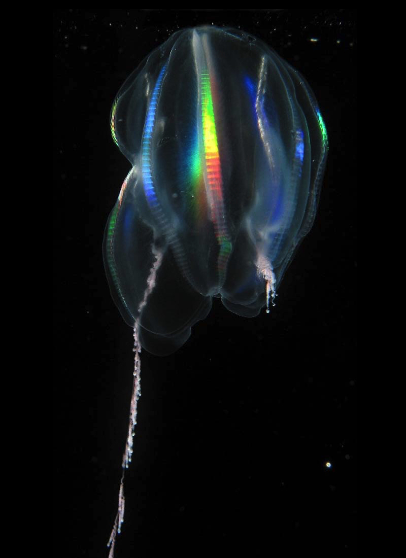 Tentaculata