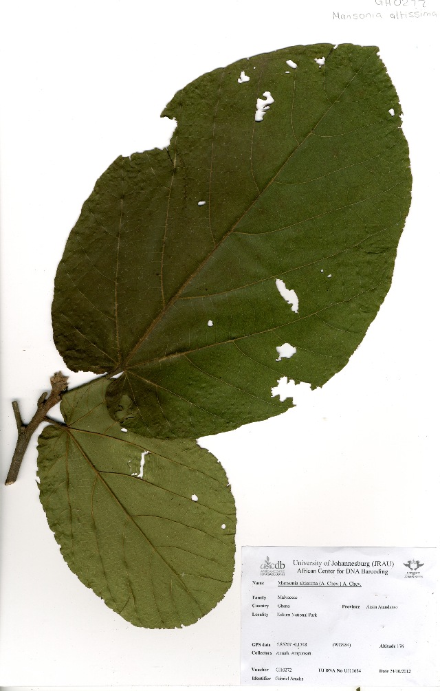 Mansonia altissima