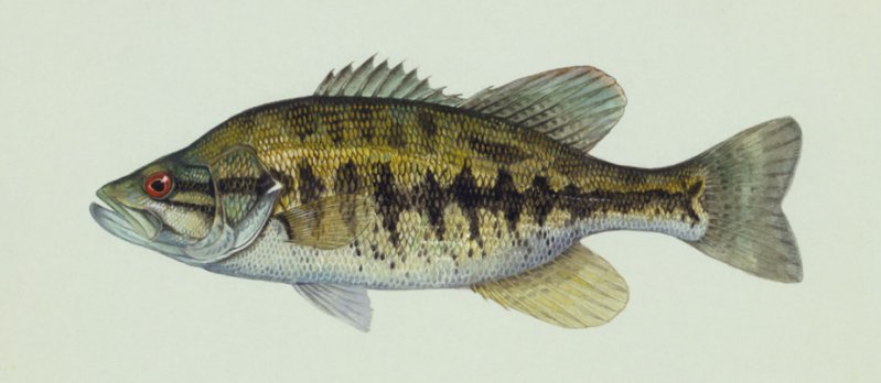 Micropterus notius