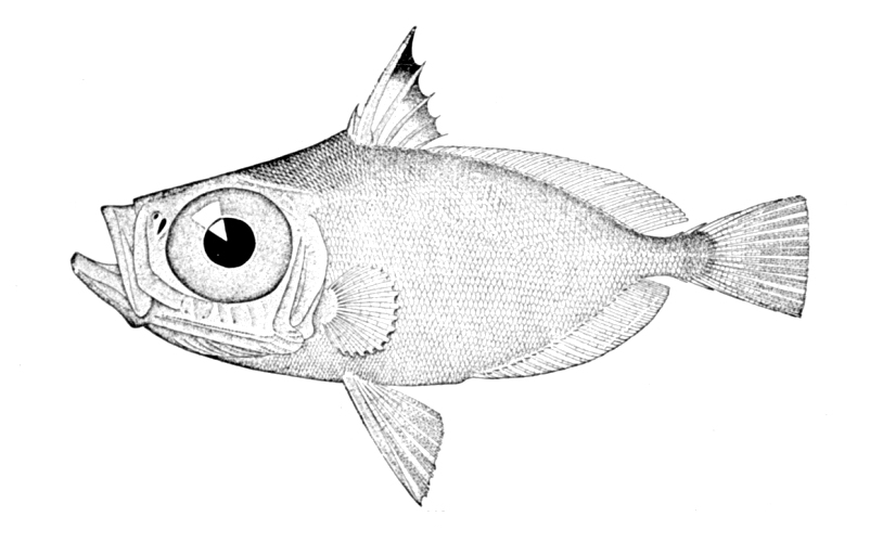 Zenionidae