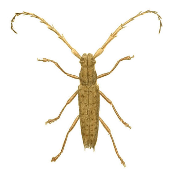 Elaphidion