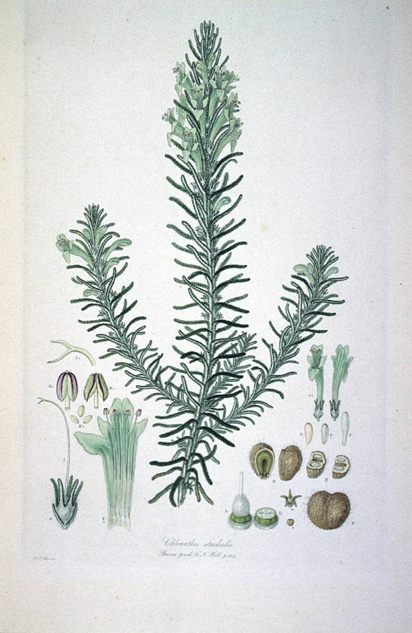 Prostantheroideae