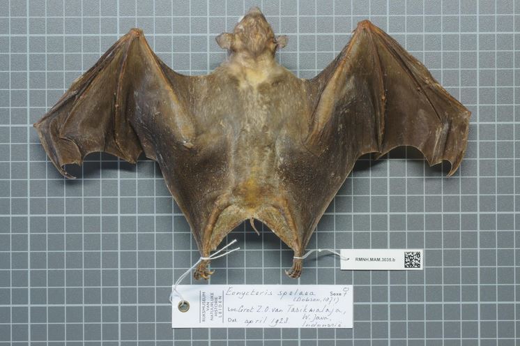 Cave nectar bat