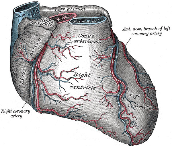 coronary circulation