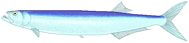 Chirocentridae