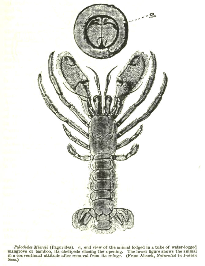 Pylochelidae