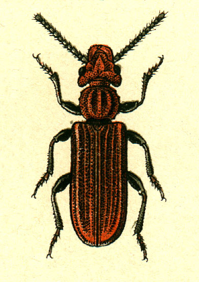 Cucujus