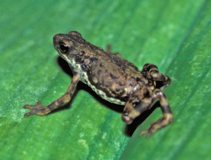 Pelophryne lighti