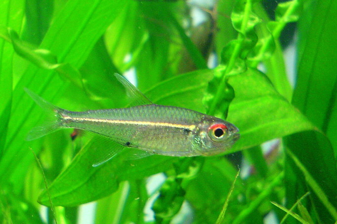 Hemigrammus bellottii