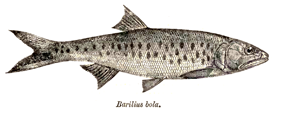 Trout barb