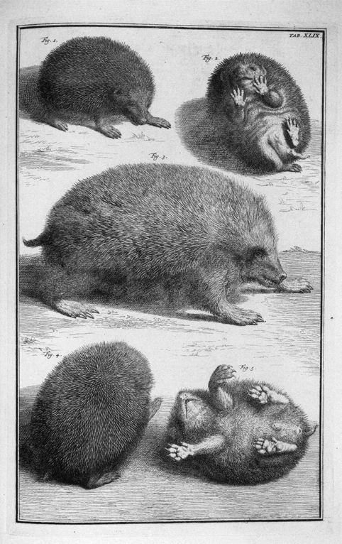 Erinaceomorpha