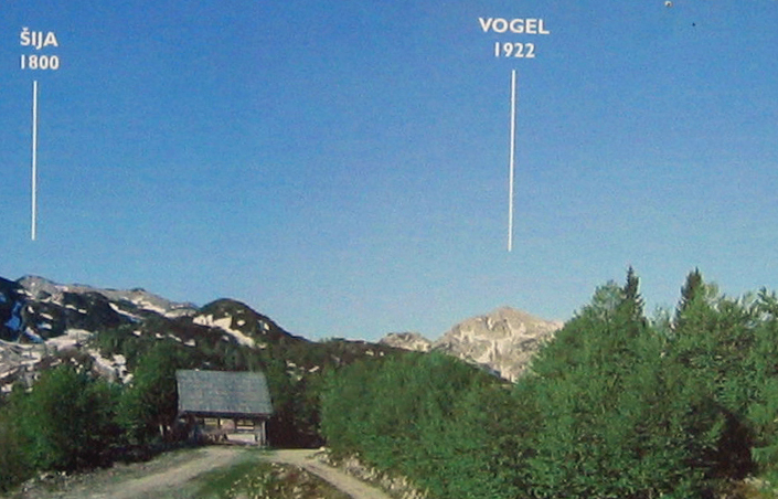Vogel