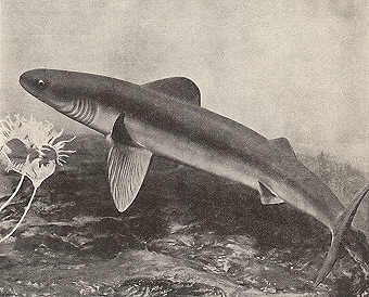 Cladoselachidae