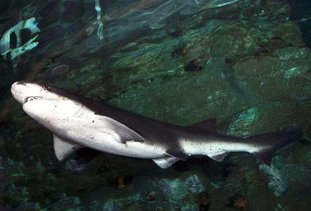 Hexanchiformes