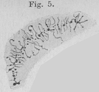 lampbrush chromosome