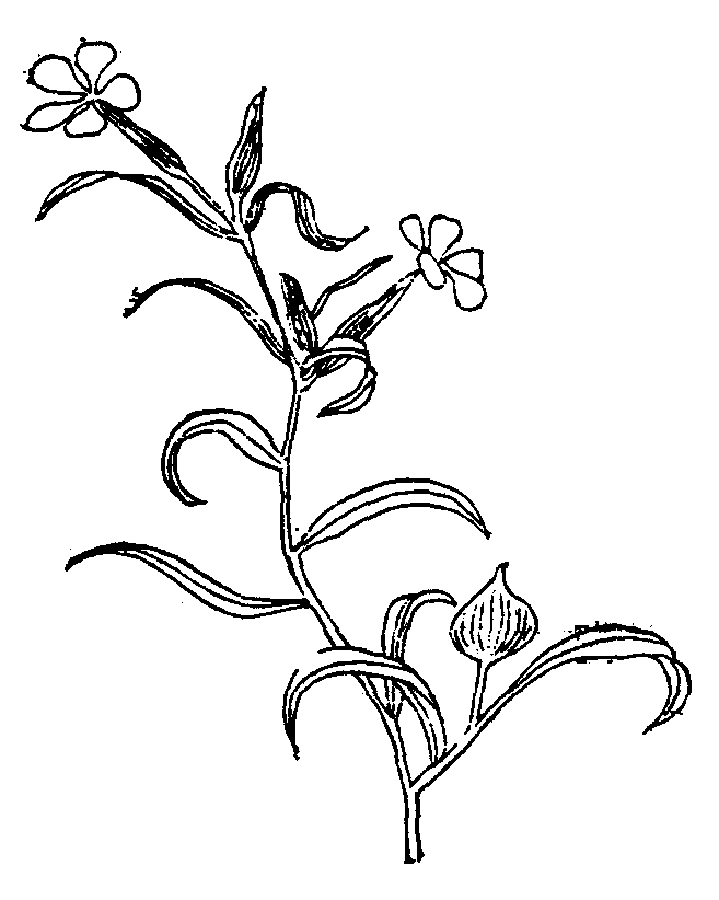Silene conoidea