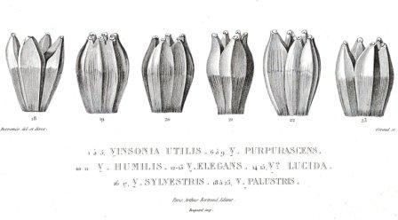 Pandanus palustris