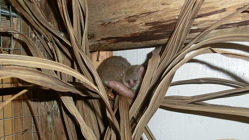 reddish-gray mouse lemur