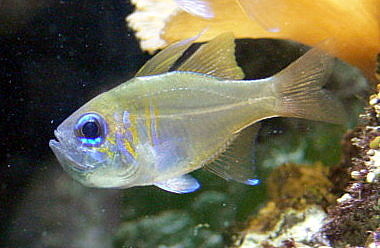 Zoramia