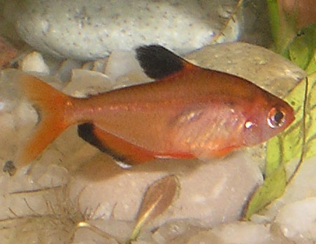 Hyphessobrycon eques