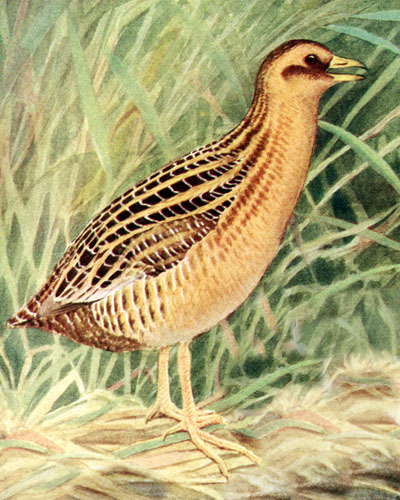 Coturnicops