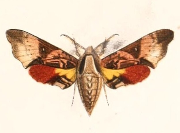 Odontosida magnificum