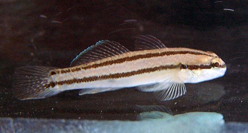 Tridentiger trigonocephalus