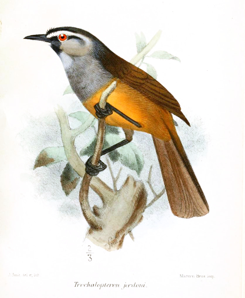 Montecincla jerdoni