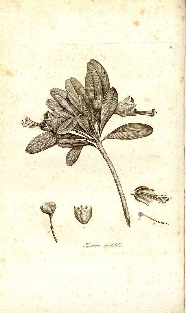Humbertia madagascariensis