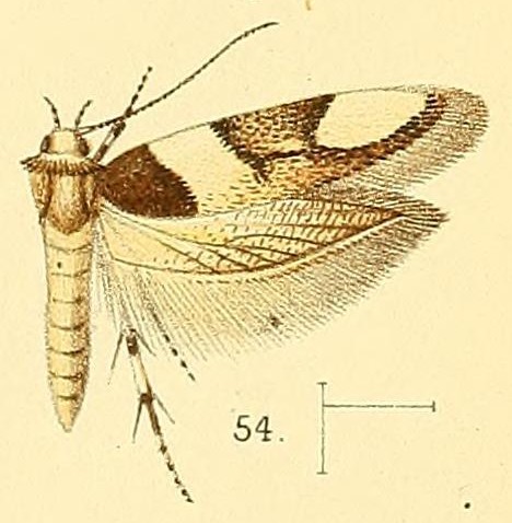 Alloclita