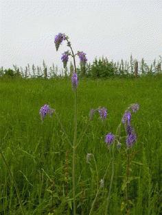 Salvia nutans