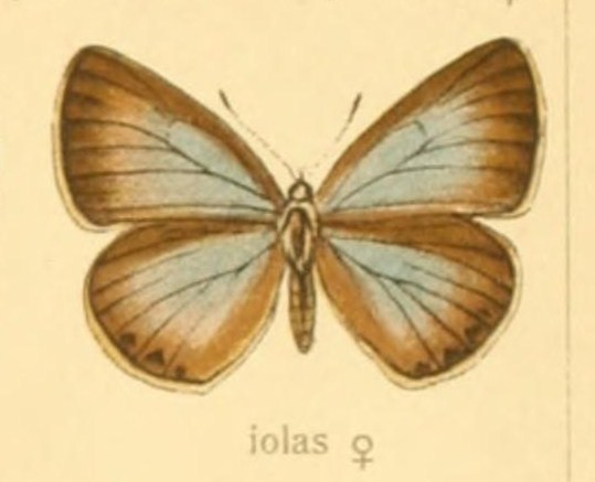 Iolana
