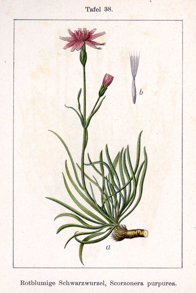 Podospermum purpureum