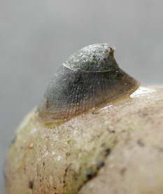 Ancylus fluviatilis